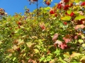 giverny-rouen-14